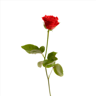 I love u