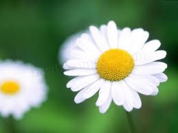Beautiful Flower