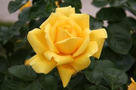 Beautiful Flower