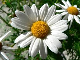 Beautiful Flower