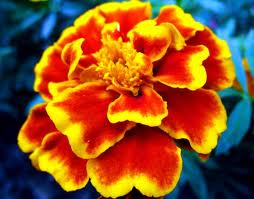 Beautiful Flower