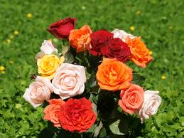Beautiful Flower