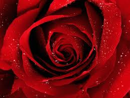 Beautiful Flower