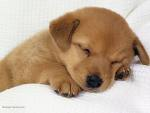 Chiot