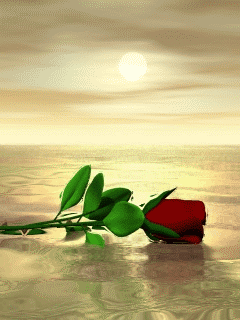Sunset Rose