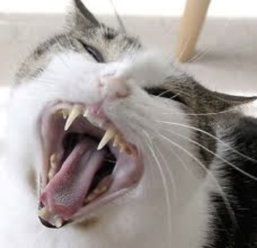Stray Cat