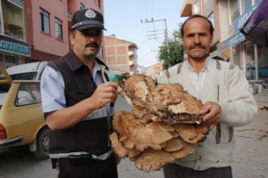çükürsöküden mantar