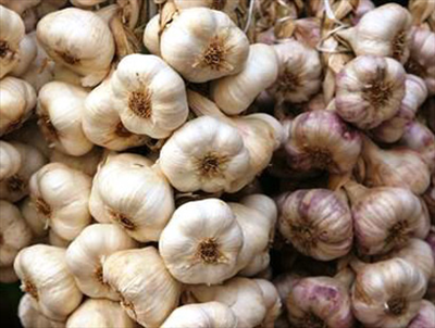 Taskopru sarimsagi