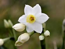 jonquil flower