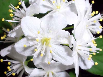 best friends flowers
