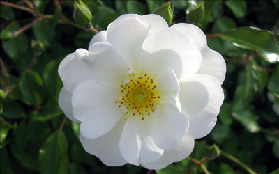 white rose