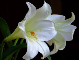 white lily