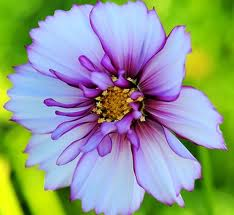 nice flowers