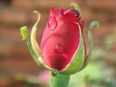 rose