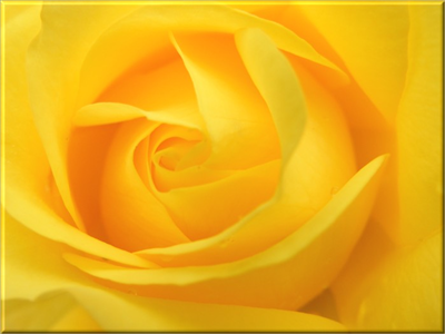 amazing yello rose