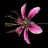 beautiful lily