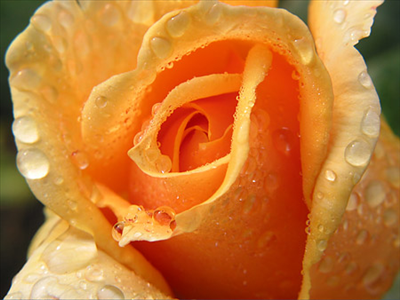 wanna kiss yoy flowers