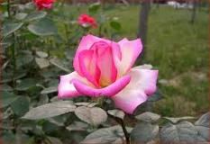 pink rose