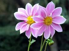 purple pare flower