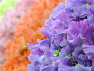 sweet friends flowers