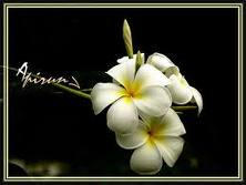 friendship flower