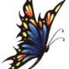 wild butterfly