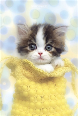 cute kitten