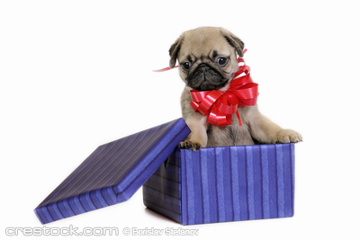 pug