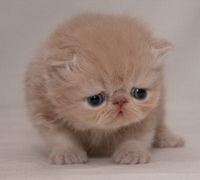 Kitty Cat