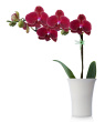 orquídeas