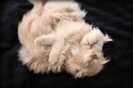 i like you hugs