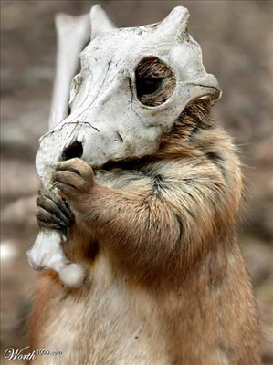 Cubone