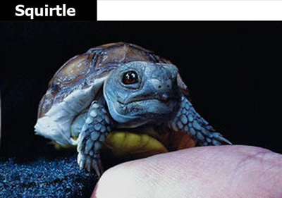Squirtle