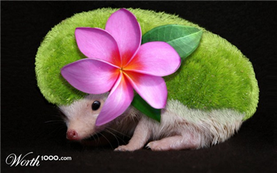 Shaymin