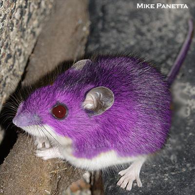 Ratata