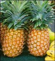 PIÑA