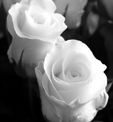 White Rose