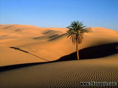 Sahara Desert