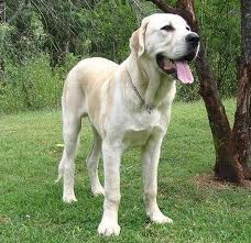 Köpek