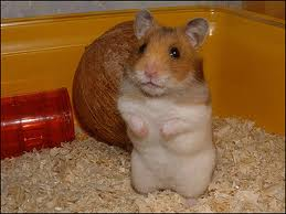 Hamster