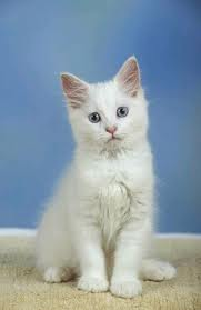 Kedi