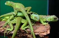 İguana