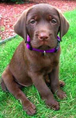 Puppy 2