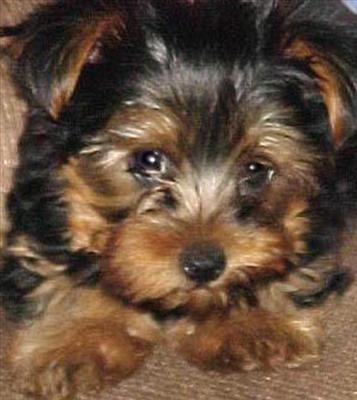 Puppy 3