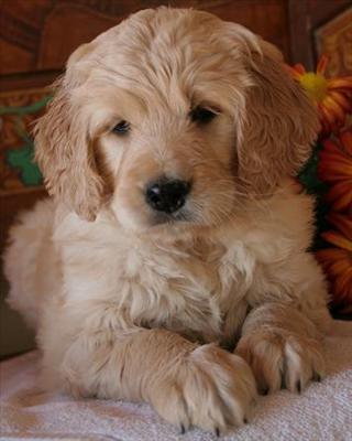 Puppy 5