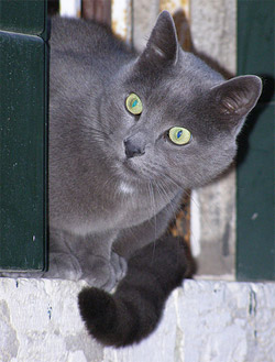 certosino