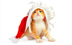 Santa Cat 
