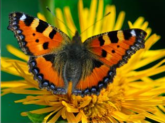 May you always have the courage to spread your wings and fly!