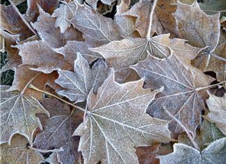 May the frost never afflict your spuds. May the outside leaves of your cabbage always be free of worms. May the crow never pick your haystack. And may your donkey always be in foal.