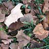 handful of leaves